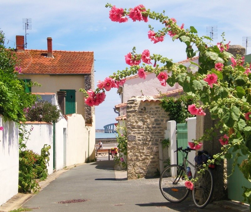 Ile de ré roses trémières AB